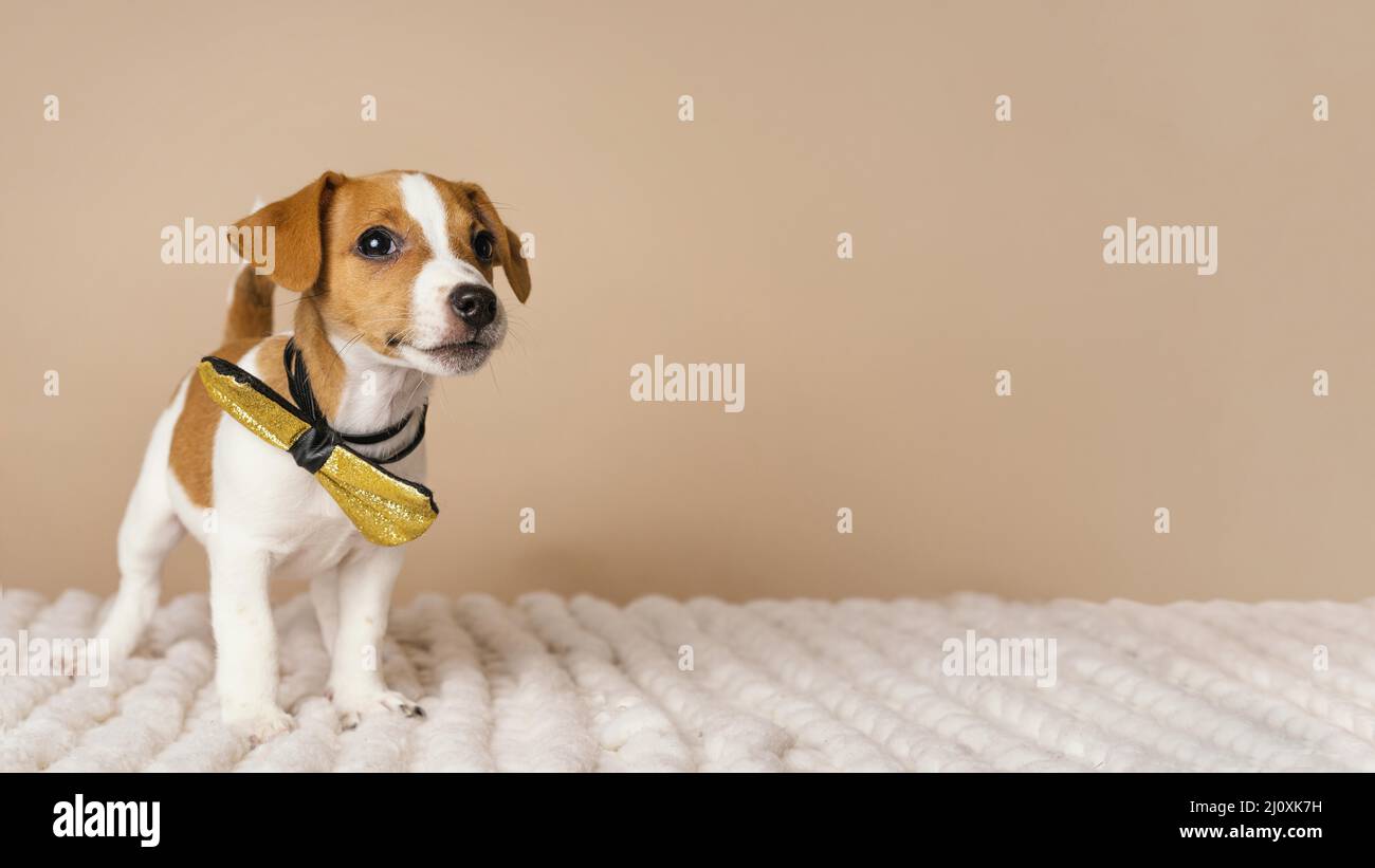 Carino beagle con arco giallo. Concetto di foto di alta qualità Foto Stock