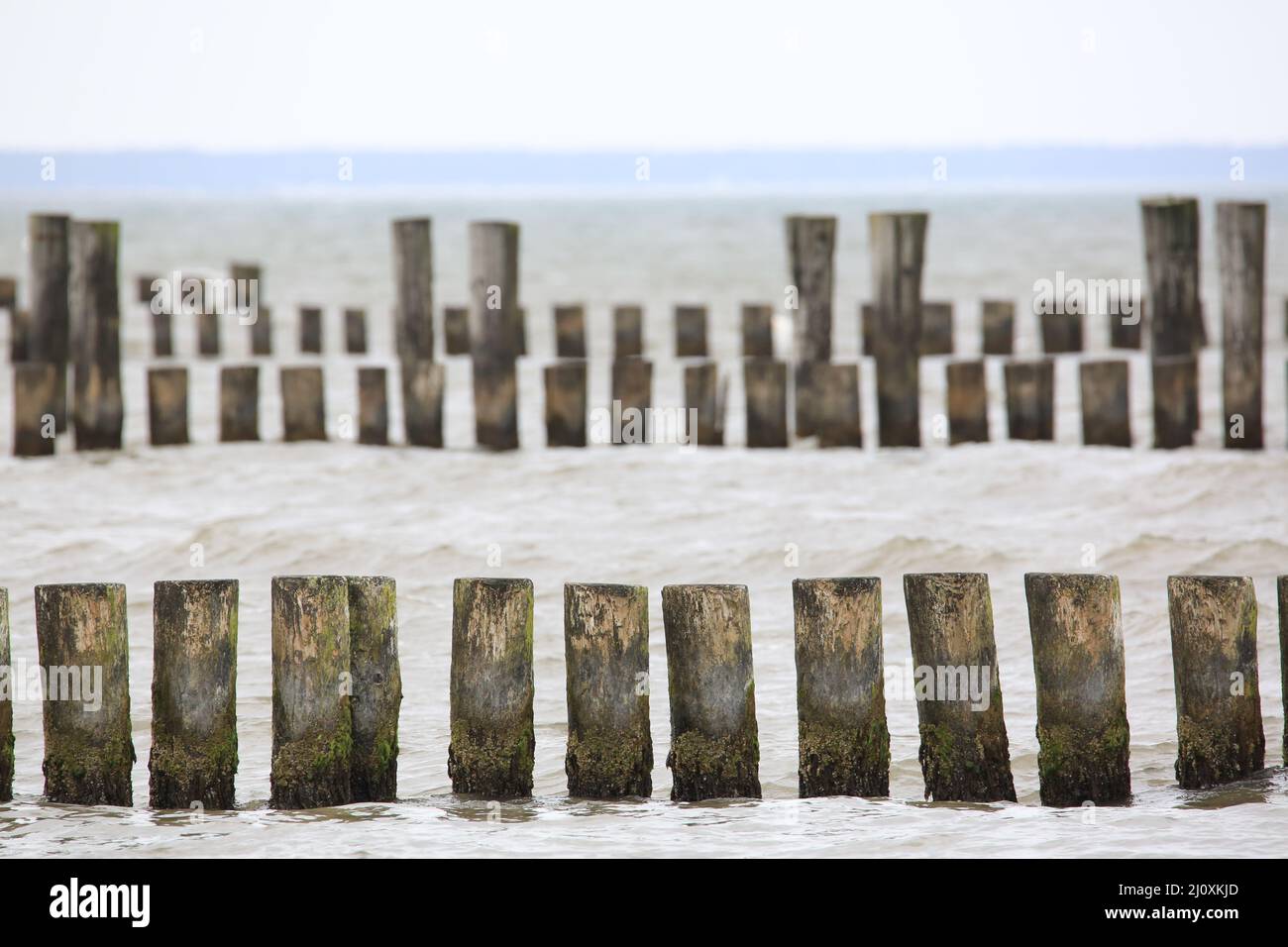 Molti groynes di legno nel Mar Baltico Foto Stock