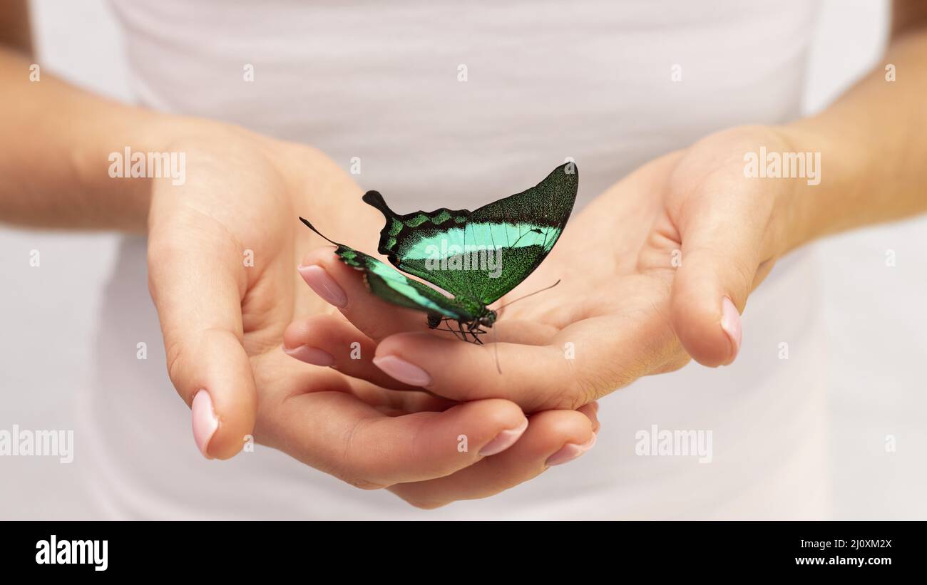 Chiudi vista farfalla seduta mano 2. Concetto di foto di alta qualità Foto Stock