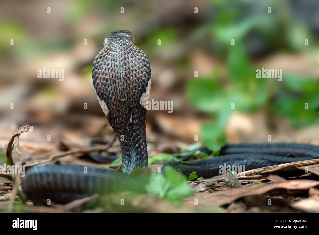 Il re cobra alza la testa Foto Stock