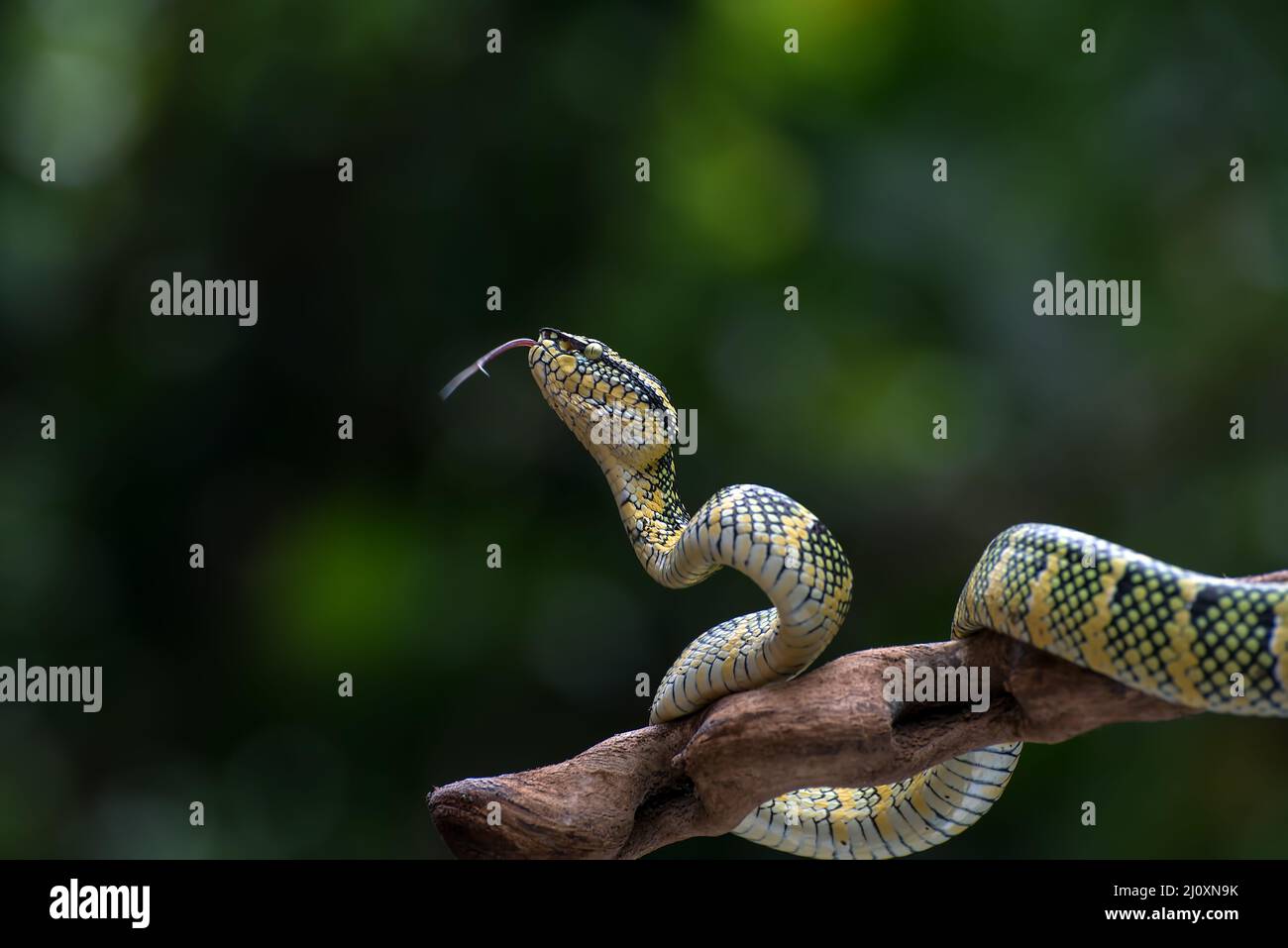Wagler pit viper su un ramo di albero Foto Stock