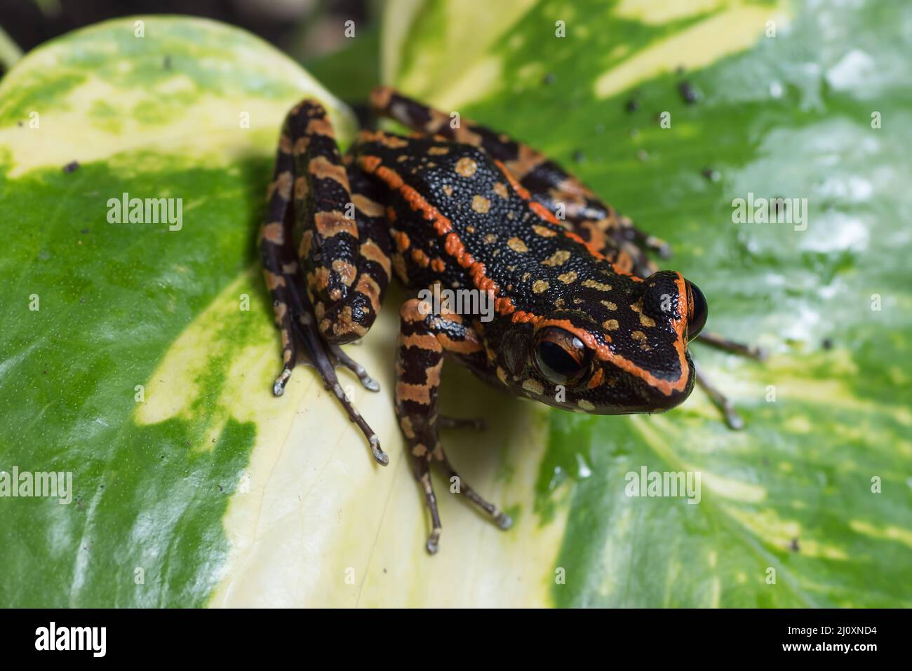 Rana macchiata seduta nella foglia gialla Foto Stock