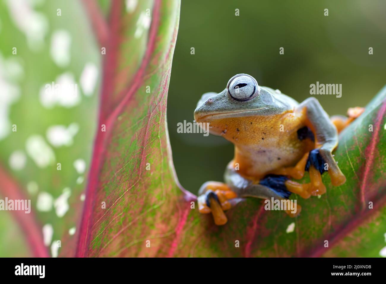 Rana verde ( Rhacophorus reinwardizi ) seduta su una foglia Foto Stock