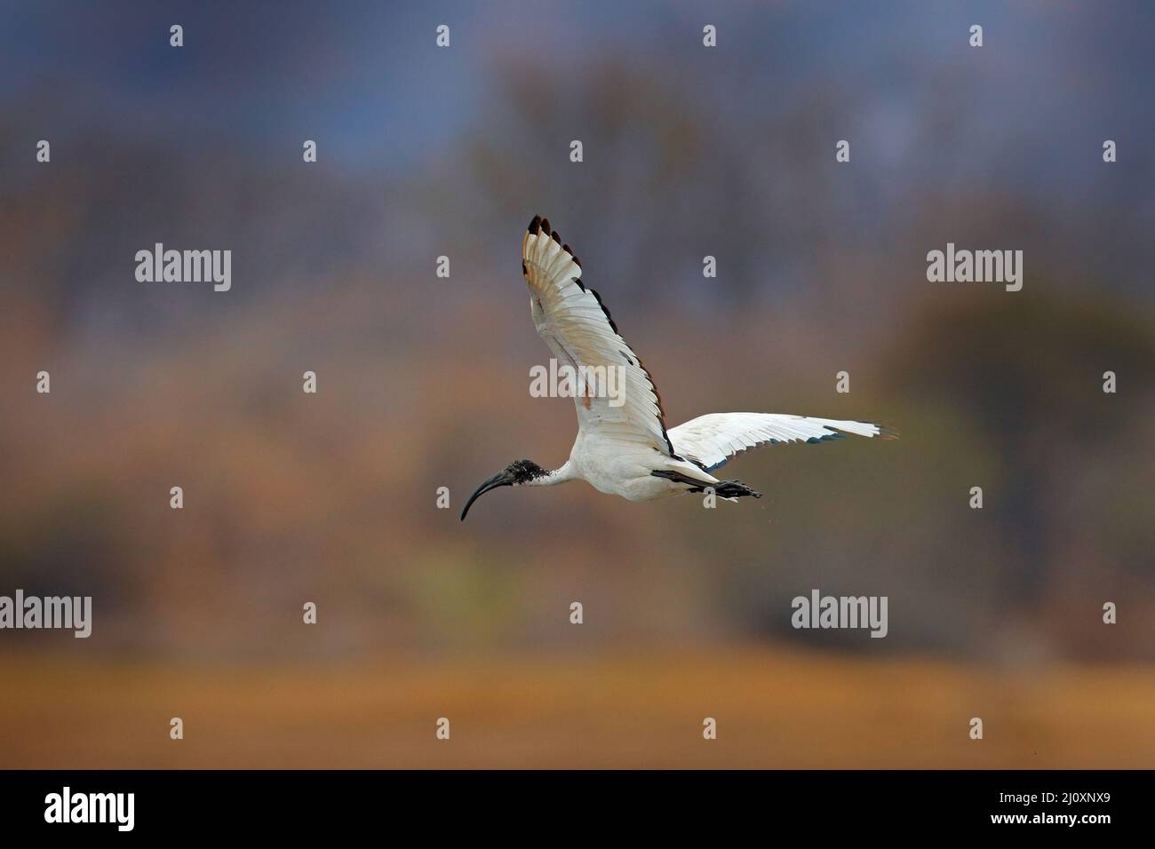 volo ibis. Scena faunistica da Chobe, Botswana. Sacro Ibis, Threskiornis aethiopicus, uccello bianco con testa nera. Cibo ibis nel lago. Foto Stock