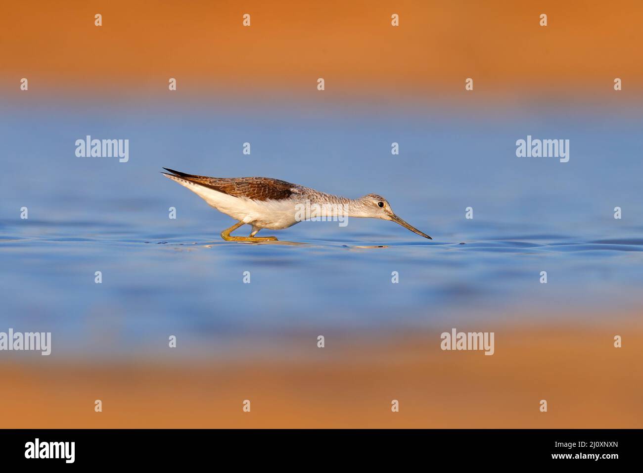 Comune serre, Tringa nebularia, uccello grigio e bianco con lunghe gambe rosse, nell'habitat naturale, stagno d'acqua, India. Fauna selvatica scena dalla natura, uomo Foto Stock