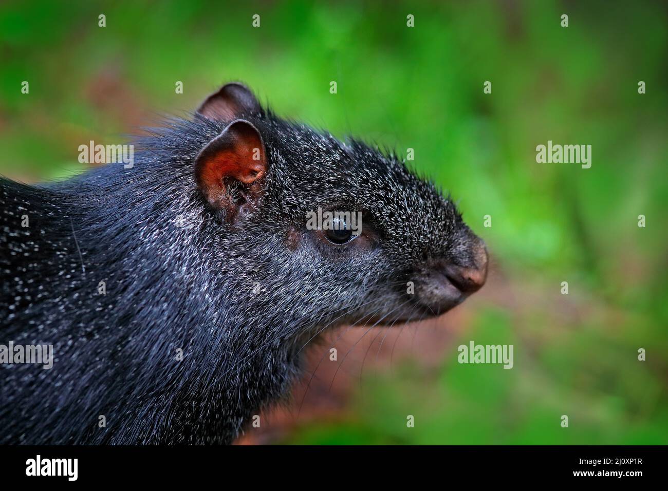 Aguti in natura. Dettaglio testa ritratto di agouti. Nero aguti, Dasyprocta fuliginosa, Sumaco, Ecuador. Animale carino nell'habitat naturale, tropico scuro Foto Stock