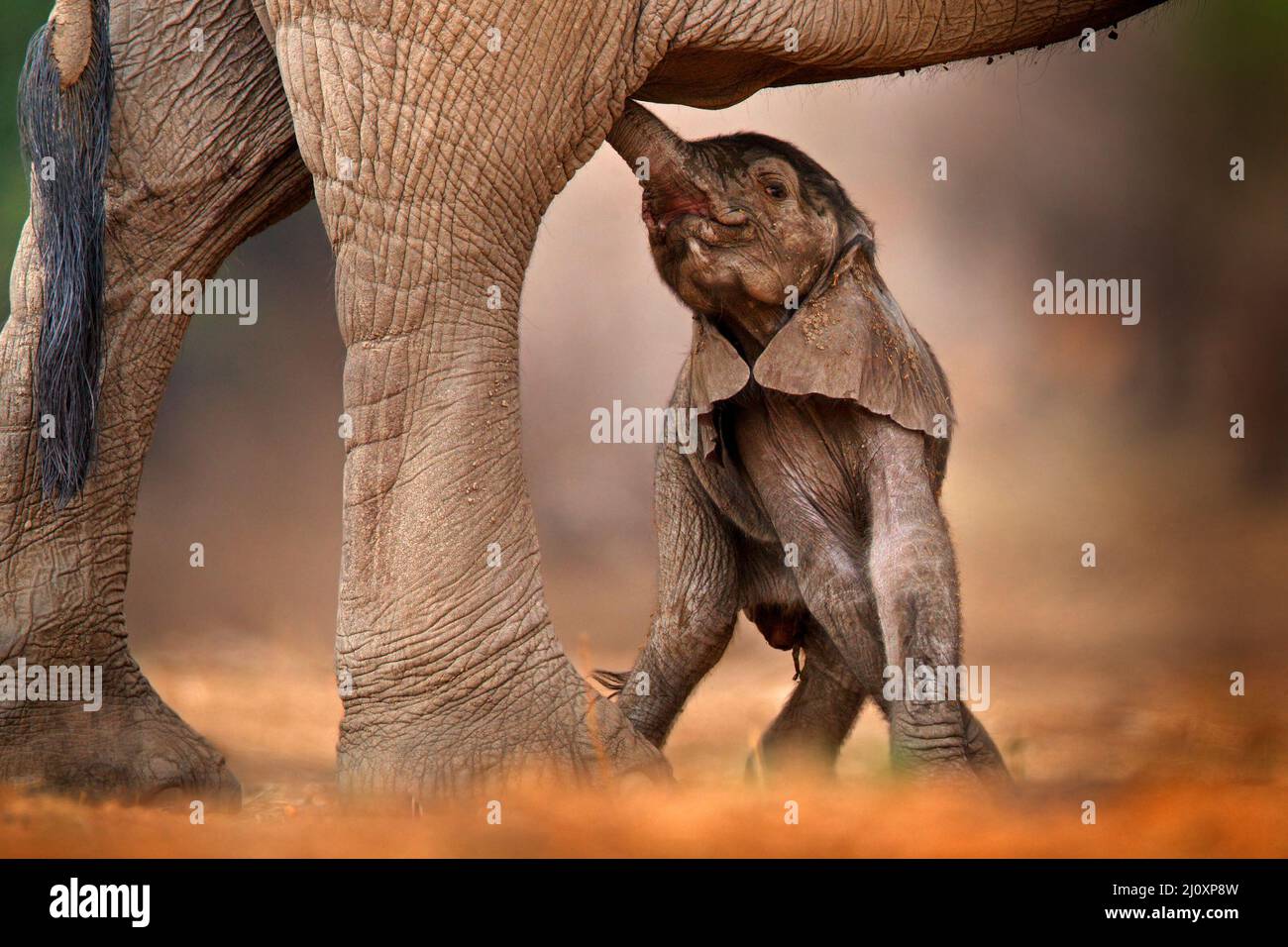Elefante bambino che succhia il latte materno. Cucino con vecchio elefante, cura. Natura comportamento fauna selvatica dettaglio. Cub a Mana Pools NP, Zimbabwe in Africa. Foto Stock