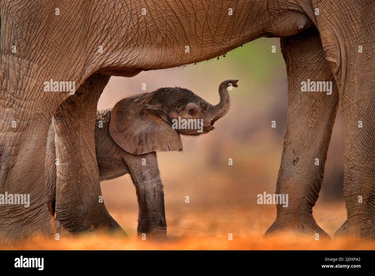 Elefante bambino che succhia il latte materno. Cucino con vecchio elefante, cura. Natura comportamento fauna selvatica dettaglio. Cub a Mana Pools NP, Zimbabwe in Africa. Foto Stock