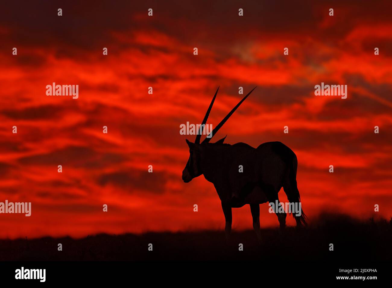 Oryx rosso tramonto in Africa. Gemsbock grande antilope in habitat naturale, Sossusvlei, Namibia. Deserto selvaggio. Gazella bella gemsbok leggendaria antilope da Foto Stock