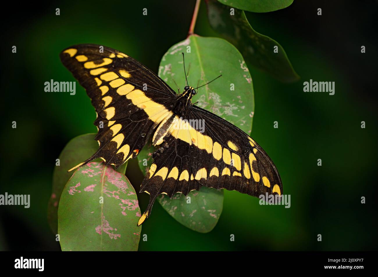 Bellissimo insetto nella natura verde. Coda di Swallow gigante, nealces Papilio thoas, bella farfalla dal Messico seduto sulle foglie. Bella inse Foto Stock