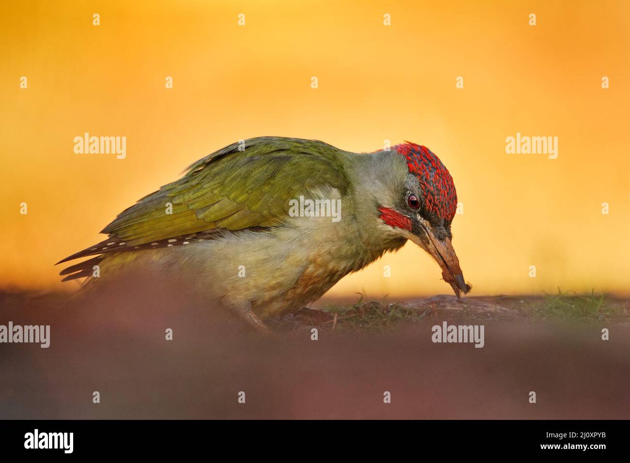 Picchio verde iberico, Picus sharpei, picchio medio endemico della penisola iberica, Spagna in Europa. Picchio nell'erba verde, Eve Foto Stock
