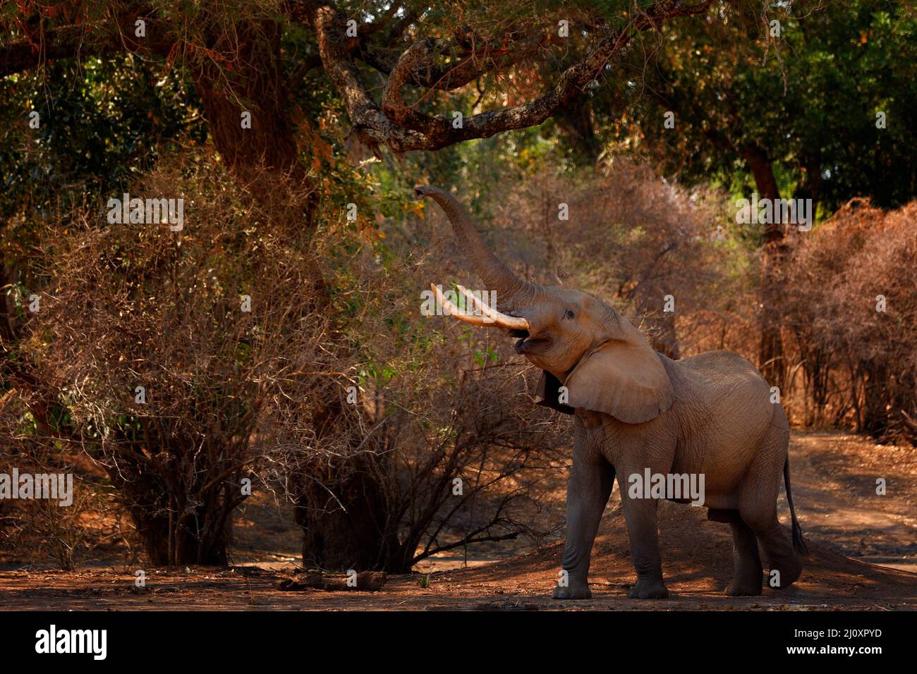 Elefante in erba, cielo blu. Fauna selvatica scena dalla natura, elefante in habitat, Moremi, delta di Okavango, Botswana, Africa. Verde stagione umida, cielo blu Foto Stock