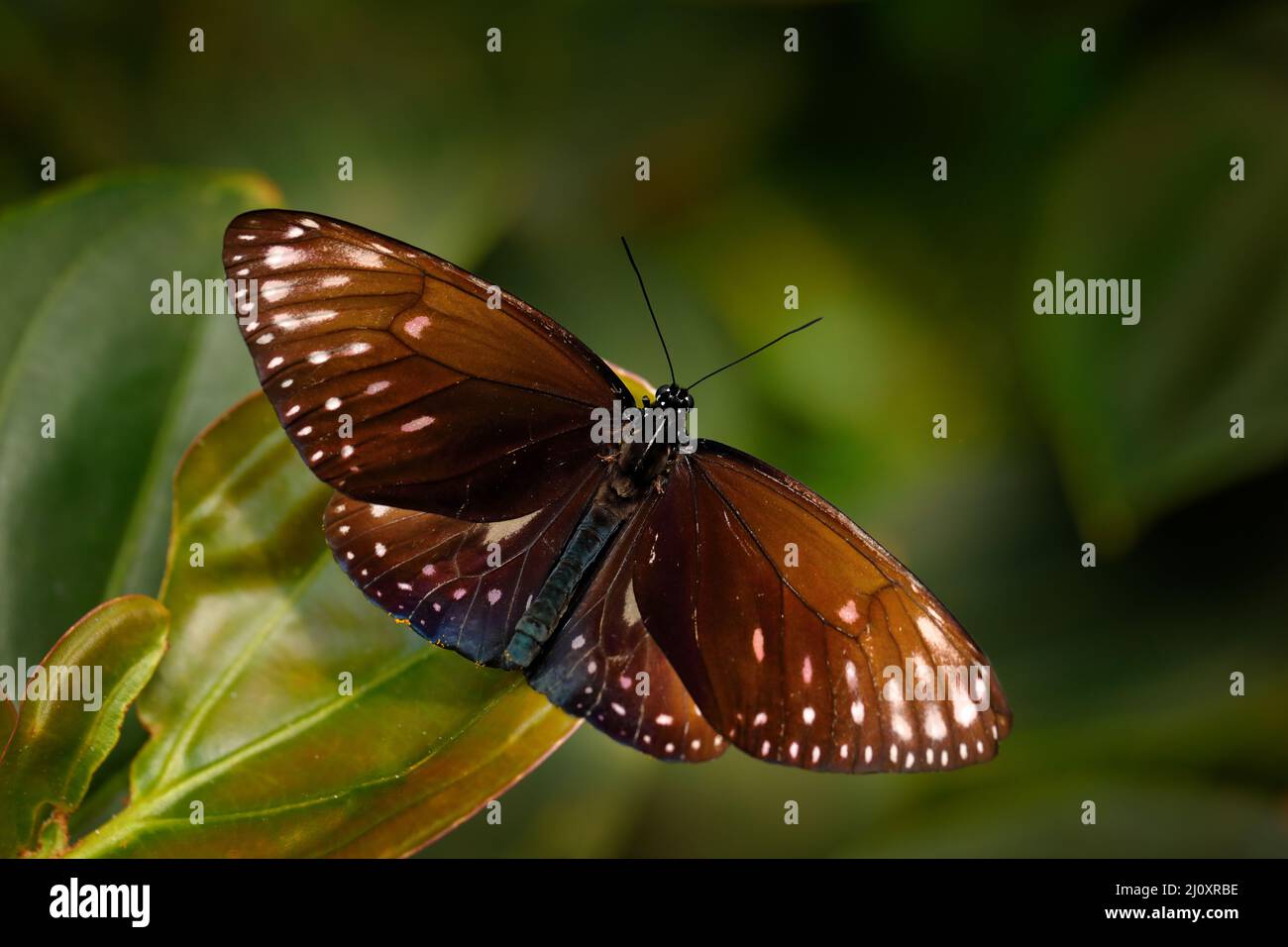Euploea camaralzeman, Indomalayan specie di farfalla di danaina, Giava in Indonesia, Asia. Bellissimo insetto nel verde natura foresta habitat. Foto Stock