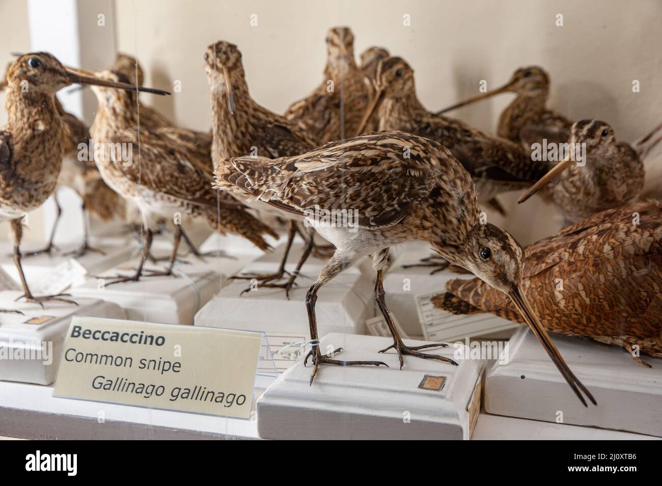 Il beccato comune (Gallinago gallinago) è un piccolo, grossista wader nativo del Vecchio mondo Foto Stock