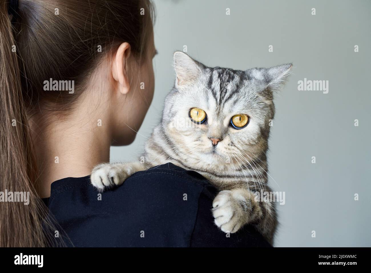 Cute gatto tabby in armi di donna irriconoscibile, l'amicizia tra gli esseri umani e animali domestici Foto Stock