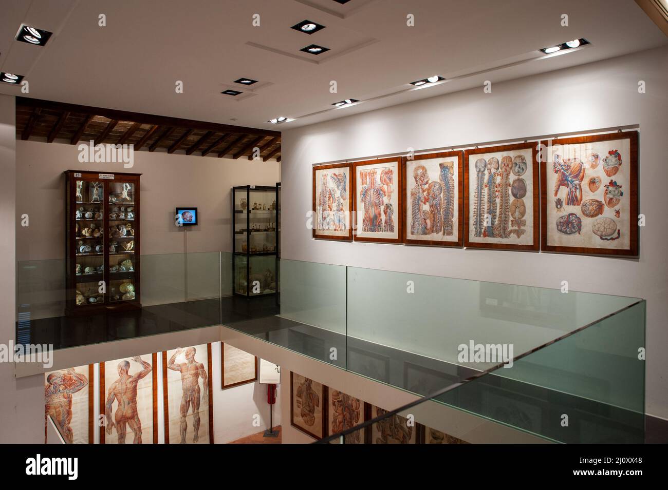 Siena, Italia - 2022, Marzo 10: La sala delle tavole anatomiche del Museo di Storia Naturale "Accademia Fisiocritici". Foto Stock