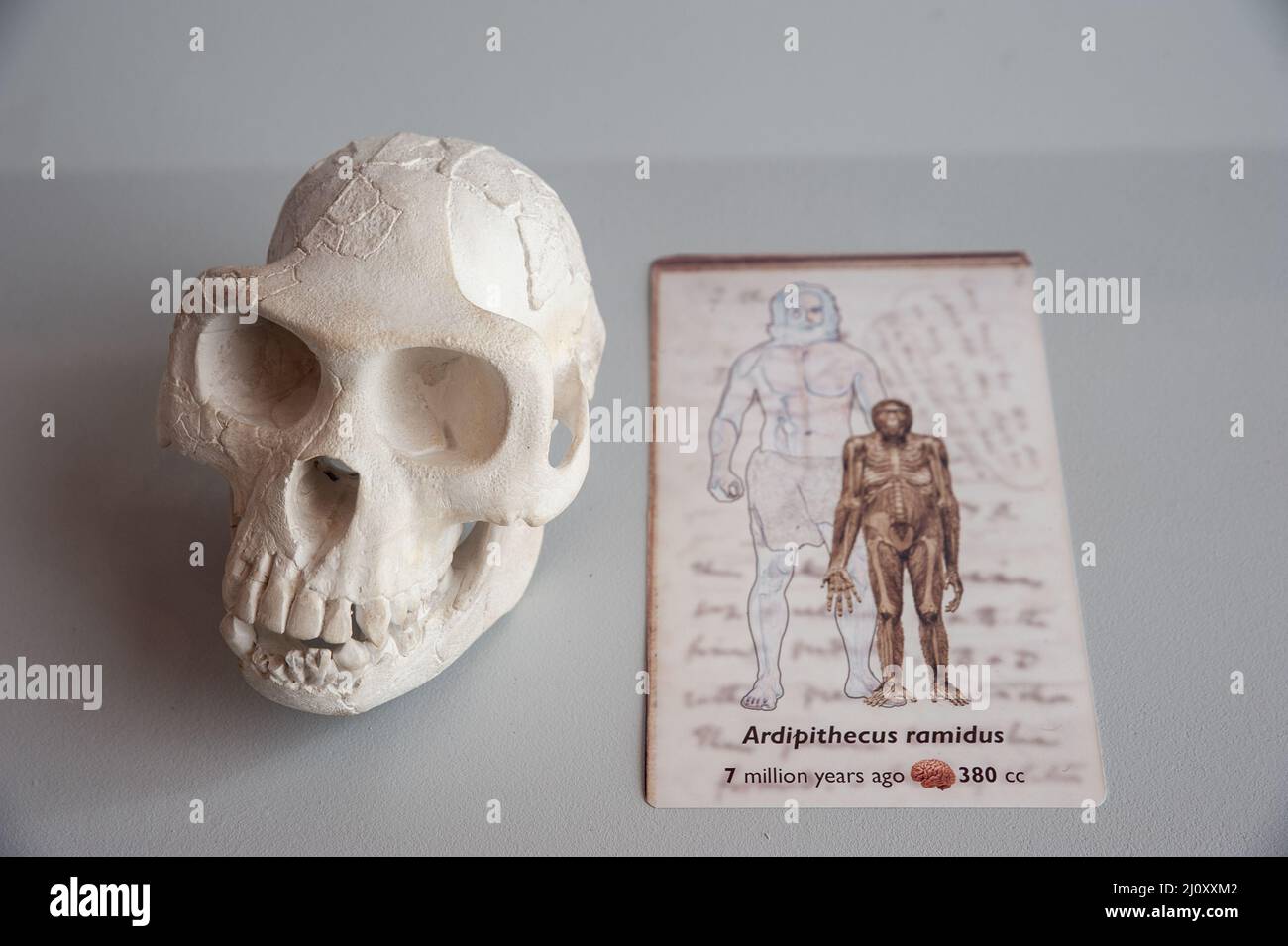 Siena, Italia - 2022, Marzo 10: Cranio umano Ardipithecus ramidus, con spiegazione, in vetrina al Museo di Storia Naturale “Accademia F Foto Stock