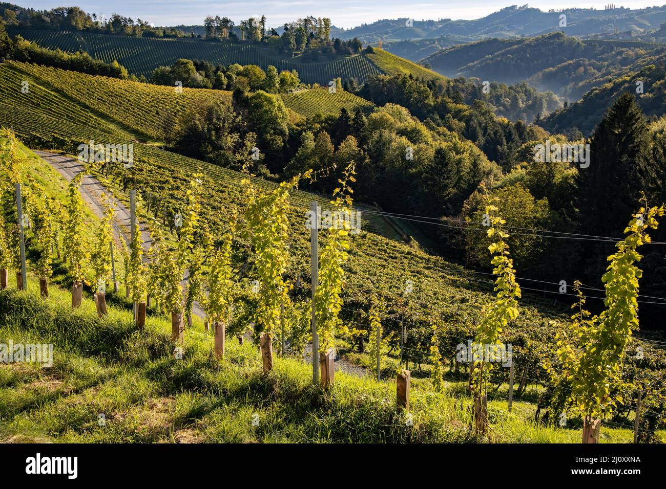 strada sterrata, attraverso, vigneti, sud, stiria, Regione, Weinstrasse, Südsteiermark, mattina, nuvole, sfondo, collinare, sporco, strada, verde, escursione, sole, Foto Stock