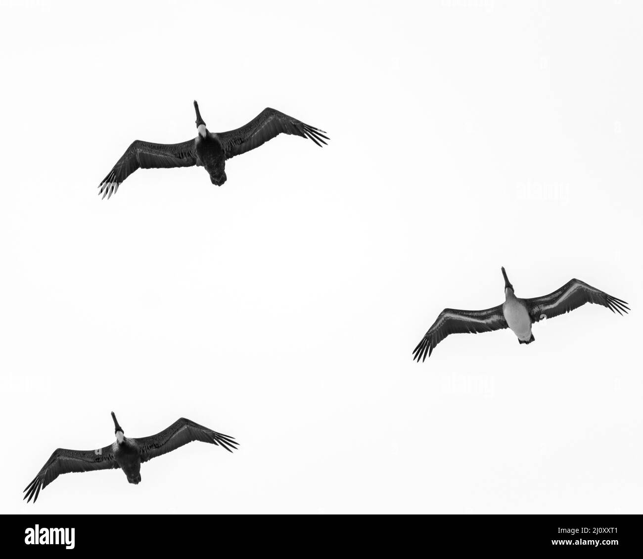 Scala di grigi di tre pellicani marroni che volano con le loro ali spalancate nel cielo Foto Stock