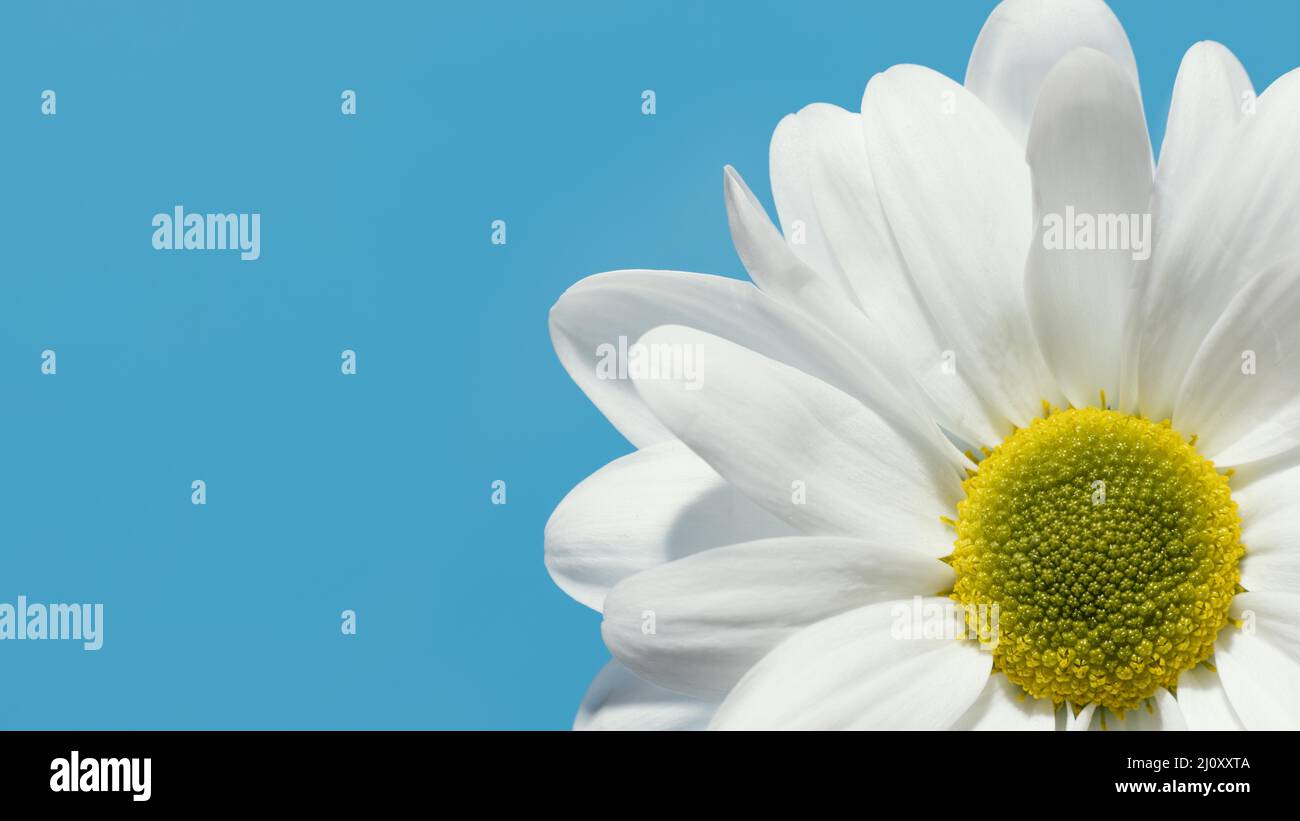 Vista dall'alto a margherita della molla con . Foto di alta qualità Foto Stock