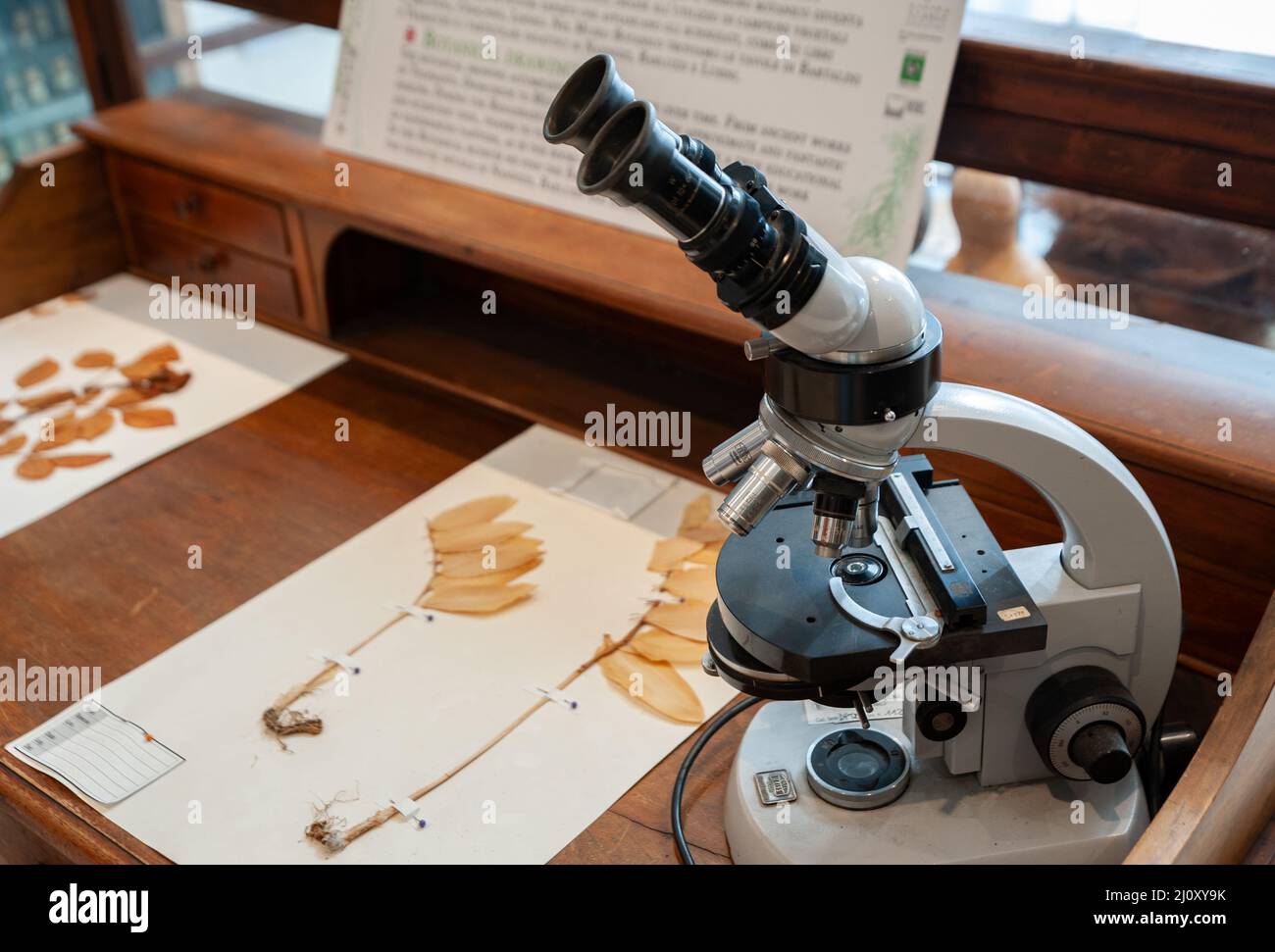 Siena, Italia - 2022 marzo 10: Microscopio sul tavolo del laboratorio di botanica, al Museo di Storia Naturale “Accademia Fisiocritici”. Foto Stock