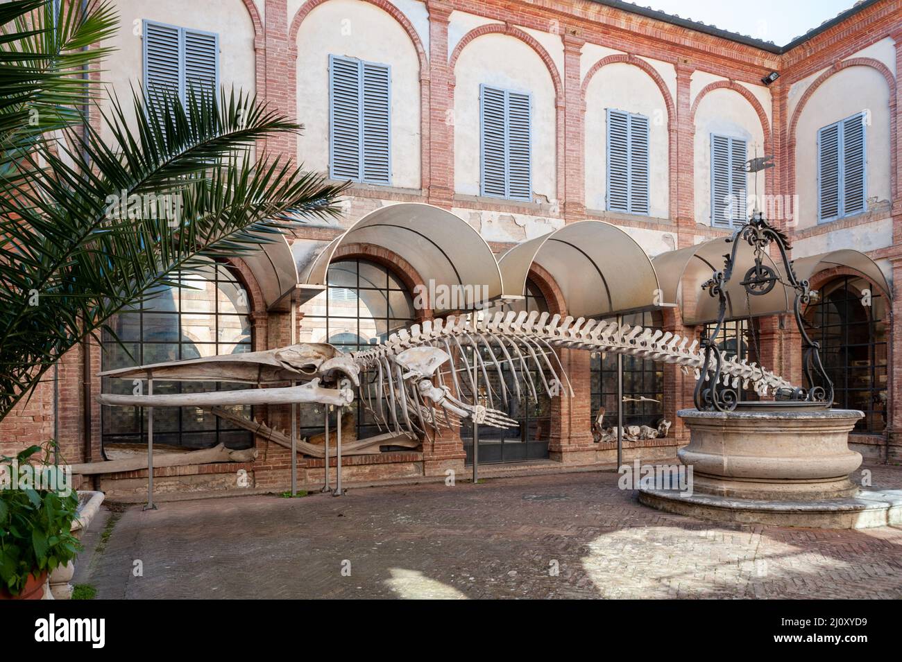 Siena, Italia - 2022, marzo 10: Lo scheletro di una balena, nel cortile del Museo di Storia Naturale “Accademia Fiocritici”. Foto Stock