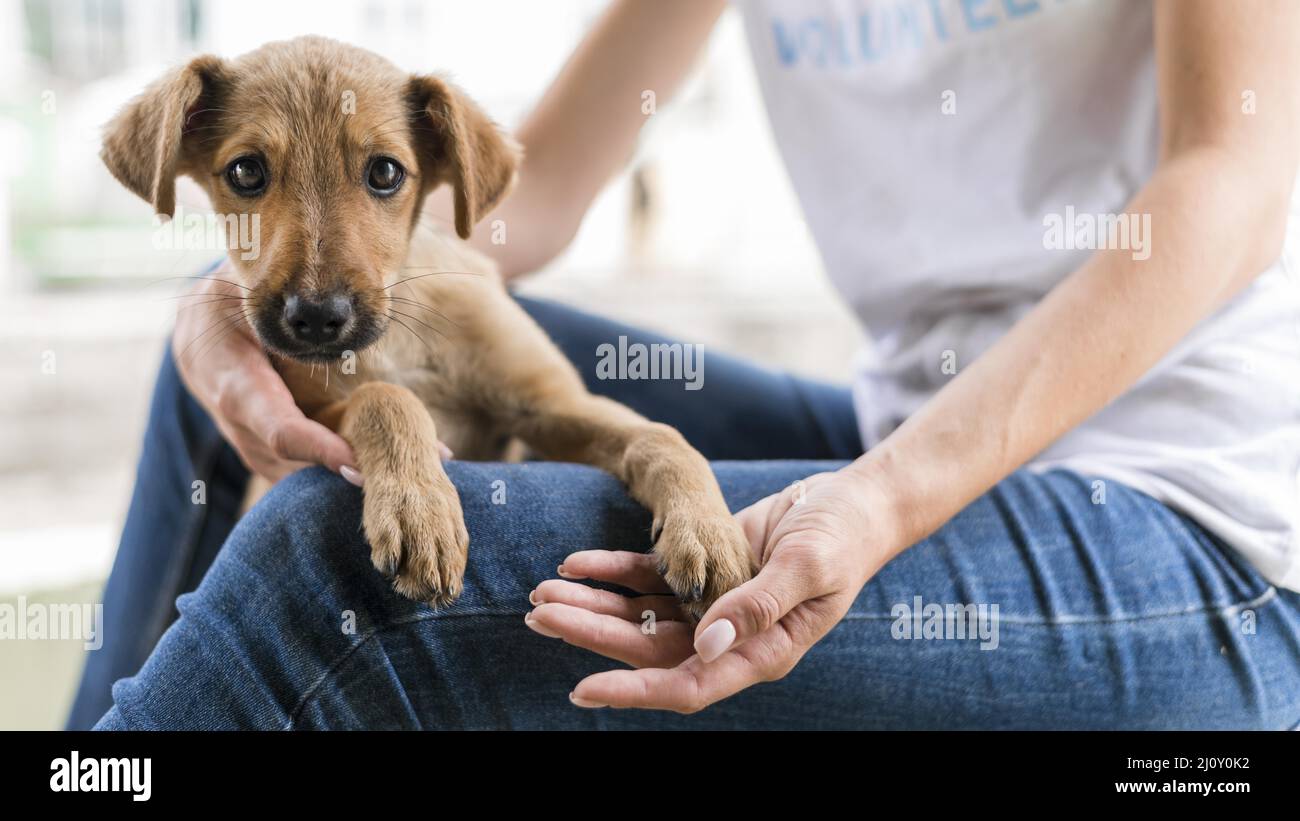 Carino rifugio di salvataggio del cane tenuto da una donna. Foto di alta qualità Foto Stock