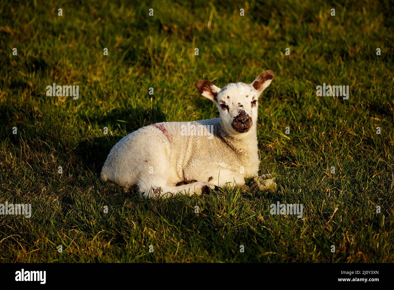 Singolo agnello neonato alla luce del sole, sdraiato sull'erba. Foto Stock