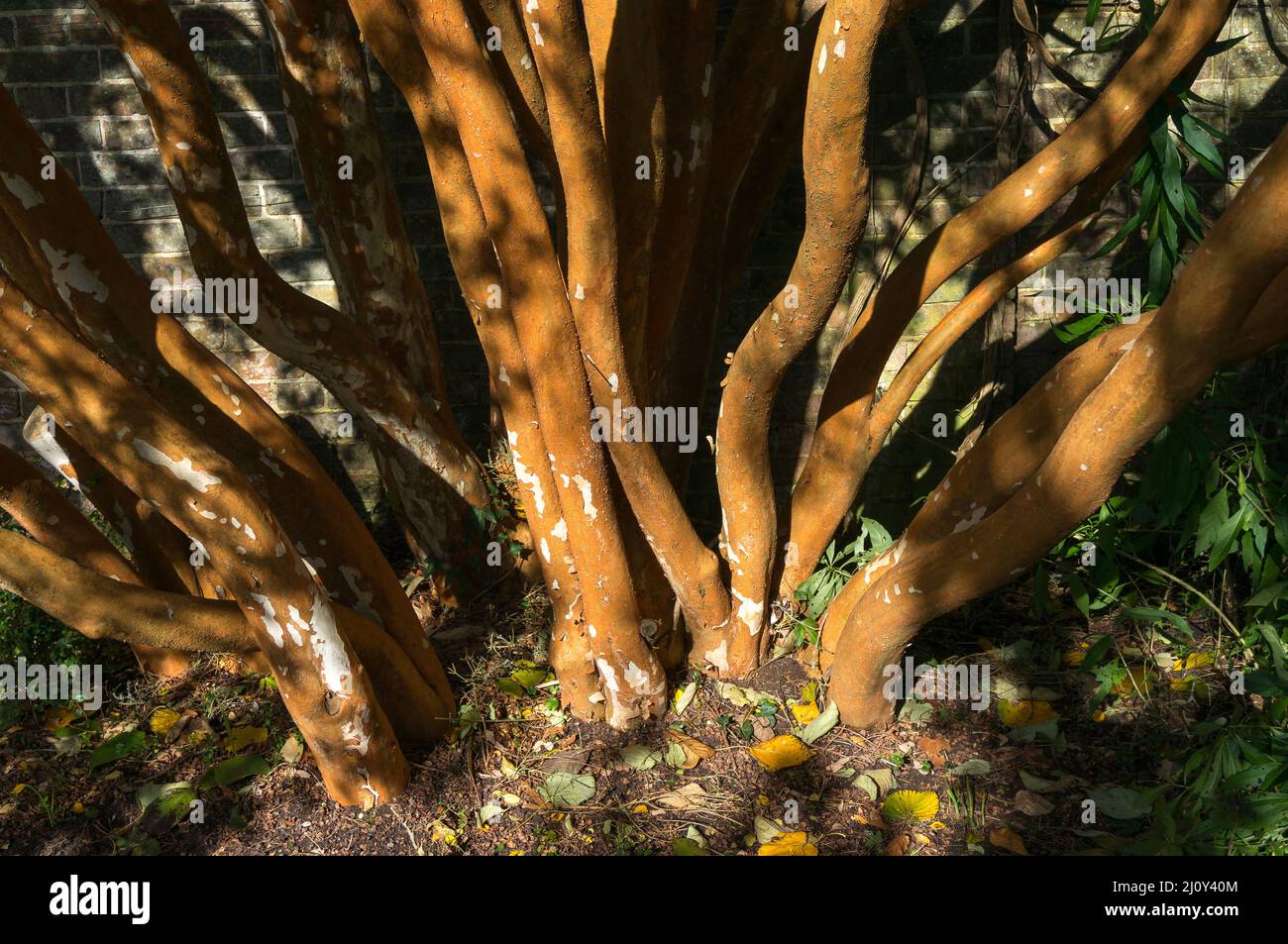 Sunlit albero di mirto cileno (luma apiculata) Foto Stock