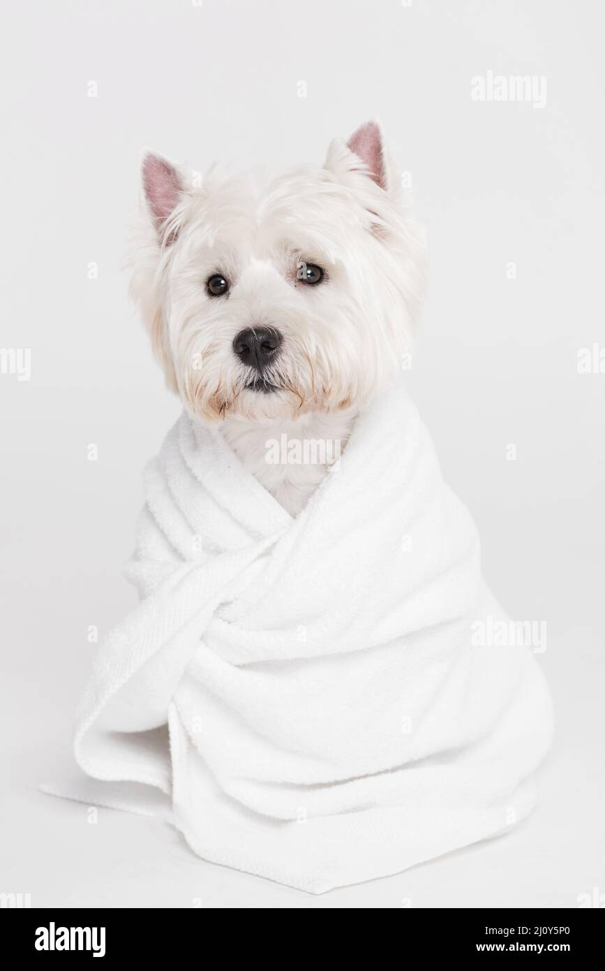 Carino asciugamano da seduta per cani. Foto di alta qualità Foto Stock
