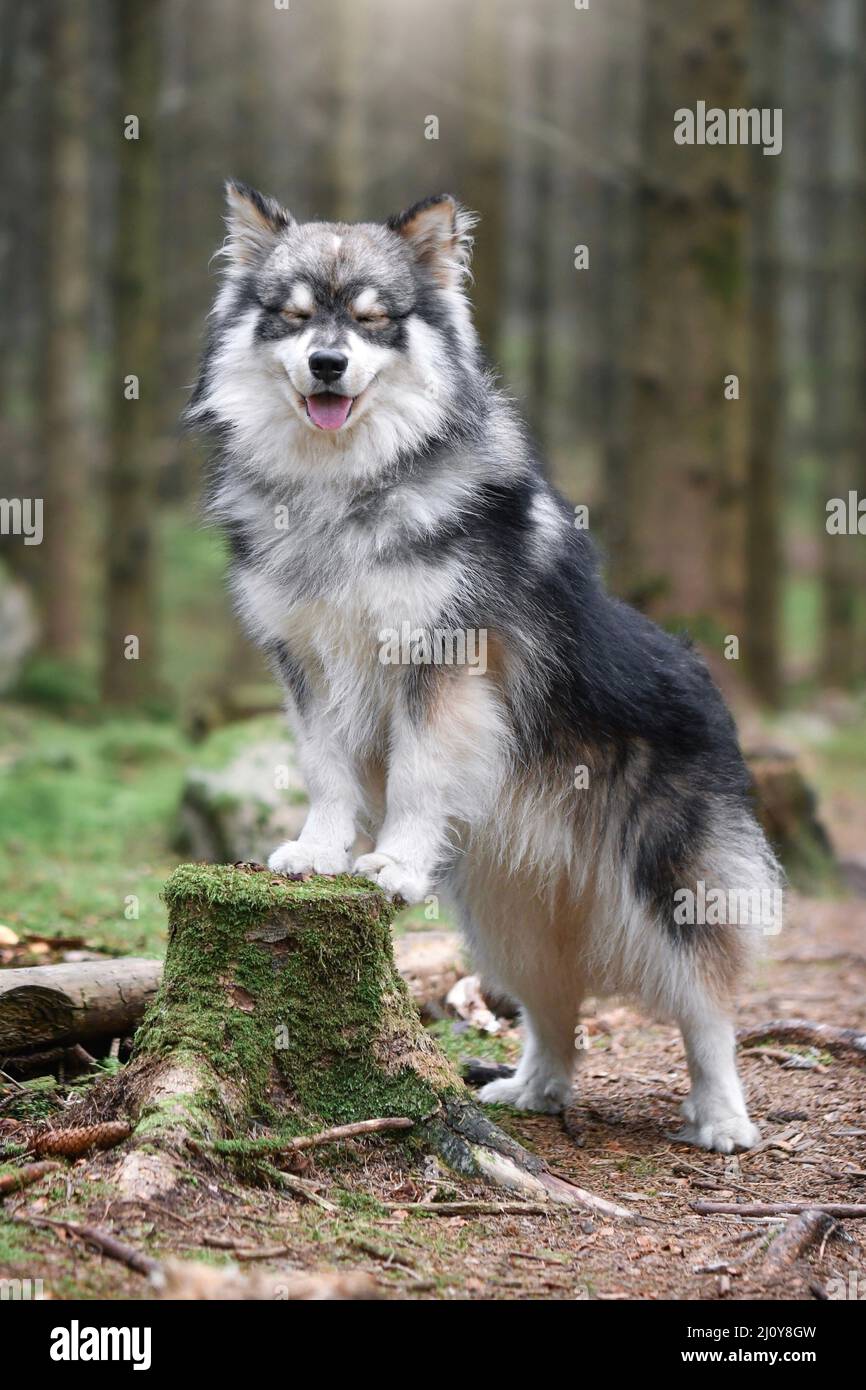 Ritratto di un giovane cane finlandese Lapphund all'aperto nella natura Foto Stock