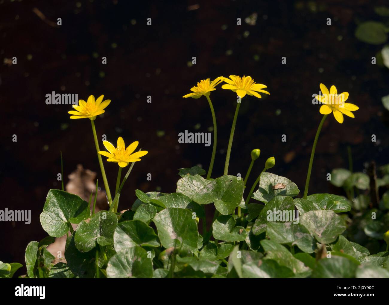 Minore celandina, bei fiori gialli in primavera Foto Stock