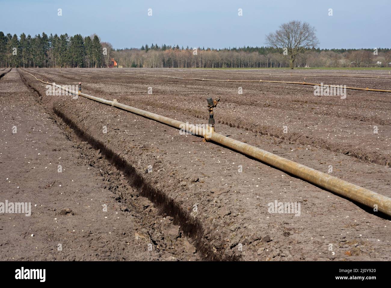 Preparazione di un campo per la coltivazione di gigli; tubi per l'alimentazione idrica e l'impianto di irrorazione Foto Stock