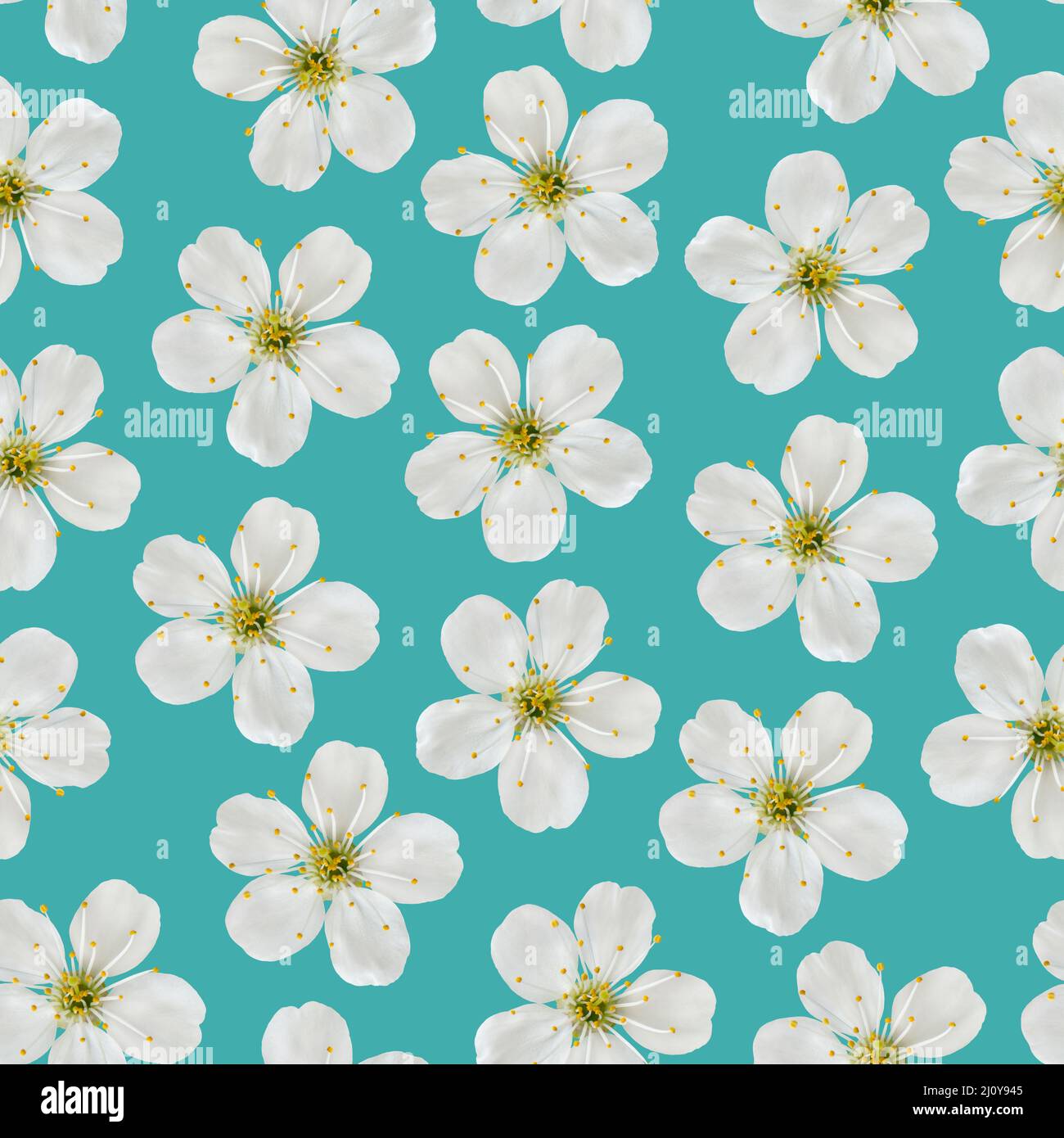 Modello senza giunture. Bianco Ciliegio fiori su un sfondo turchese. Foto Stock
