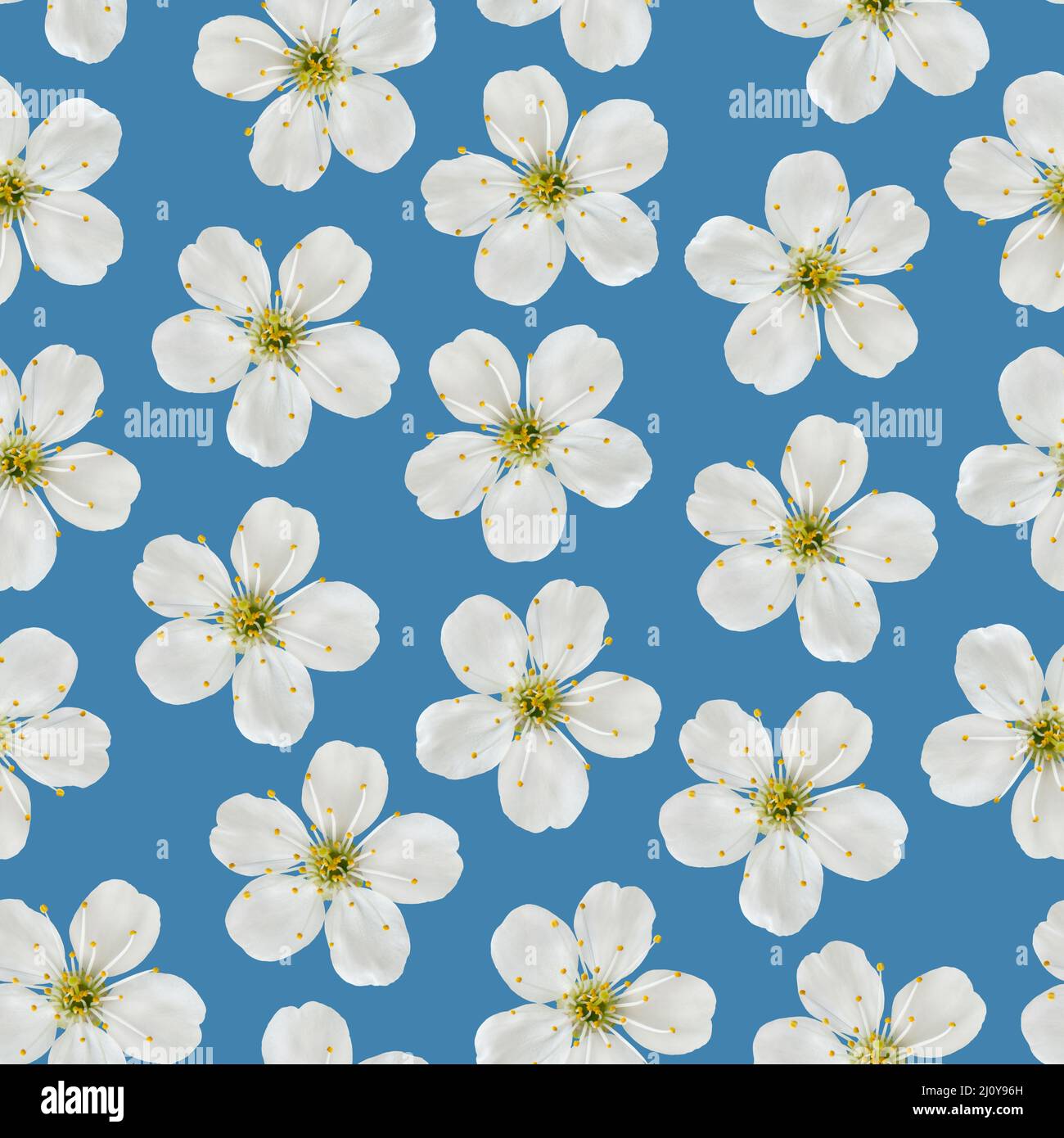 Modello senza giunture. Bianco Ciliegio fiori su uno sfondo blu. Foto Stock