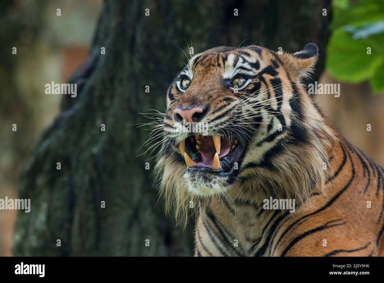 Grande tigre sumatran adulto con faccia spaventosa Foto Stock