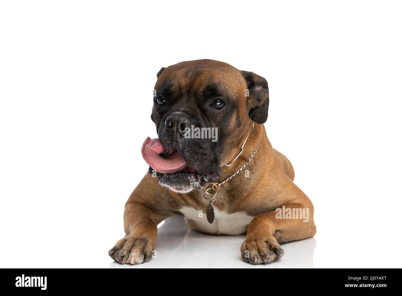 adorabile cane boxer con collare che attacca la lingua e lecca il naso  mentre si posa su sfondo bianco in studio Foto stock - Alamy