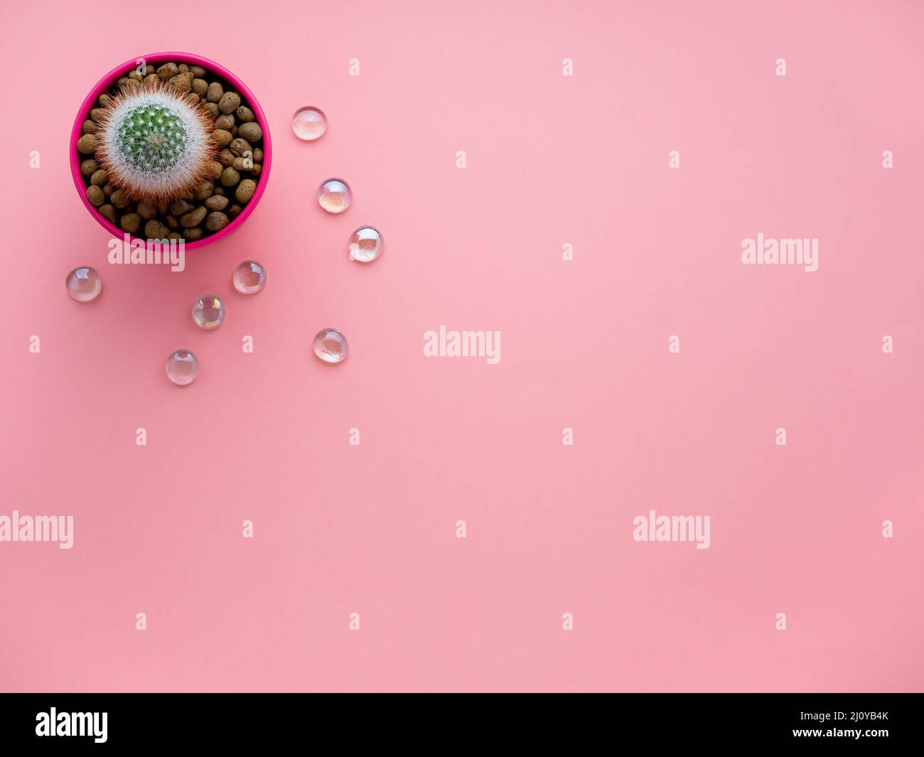 Fiore succulento, cactus in vaso su sfondo rosa brillante, vista dall'alto, spazio copia, piatto Foto Stock