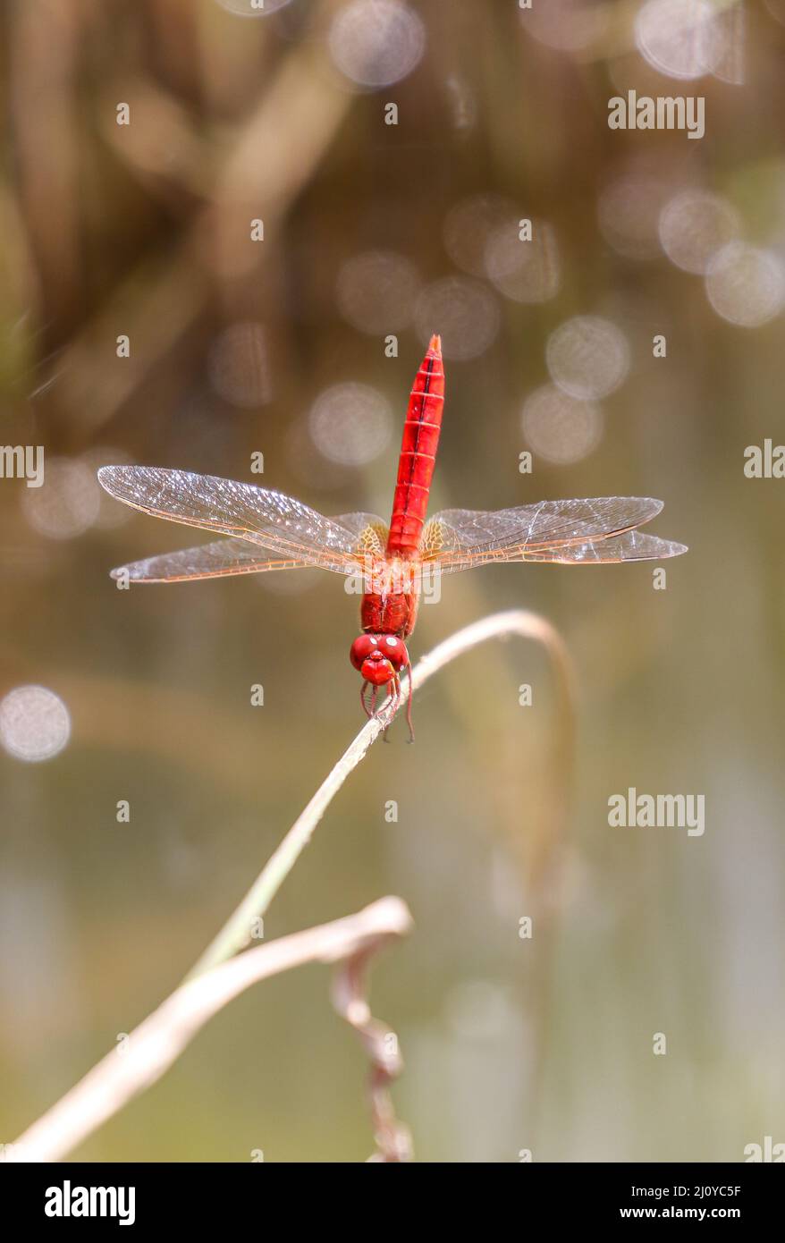 Scarlet Dragonfly, Parco Nazionale di Pilanesberg Foto Stock