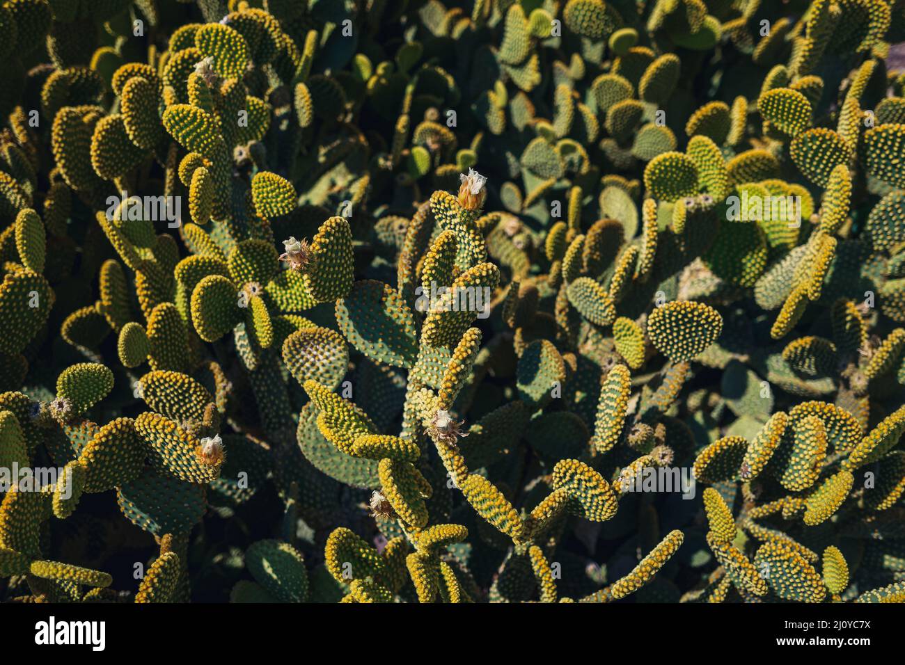 Il cactus cresce in climi caldi e aridi. Il cactus cresce in natura. Foto Stock