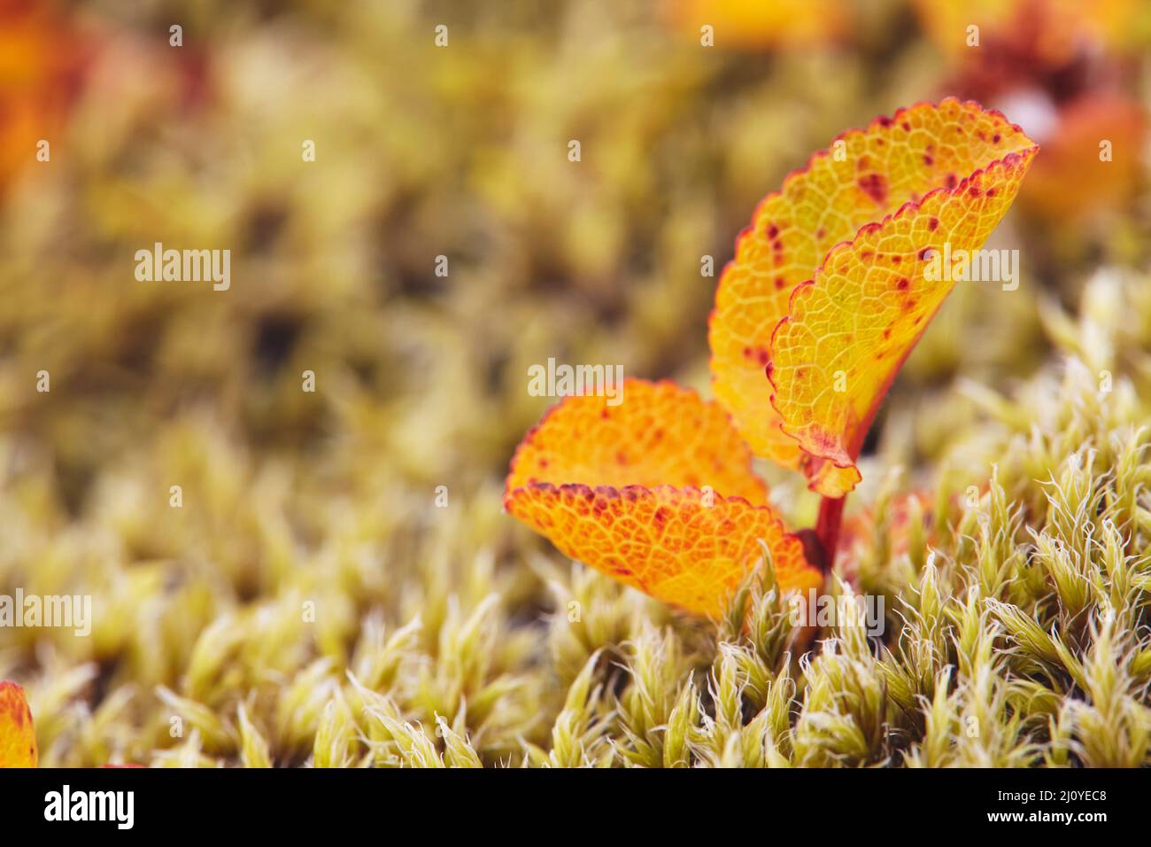 Foglie di bacca di palude (Vaccinium uliginosum) di colore autunnale, su un letto di muschio, nel campo di lava di Eldhraun, vicino a Kirkjubaejarklaustur, Islanda. Foto Stock