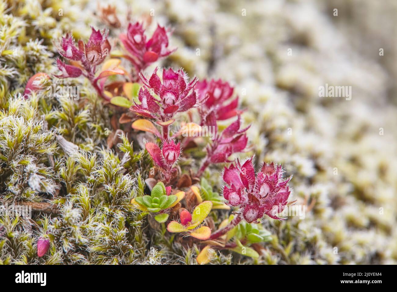 Una piccola pianta che cresce in un letto di muschio nel campo di lava di Eldhraun, vicino a Kirkjubaejarklaustur, Islanda meridionale. Foto Stock