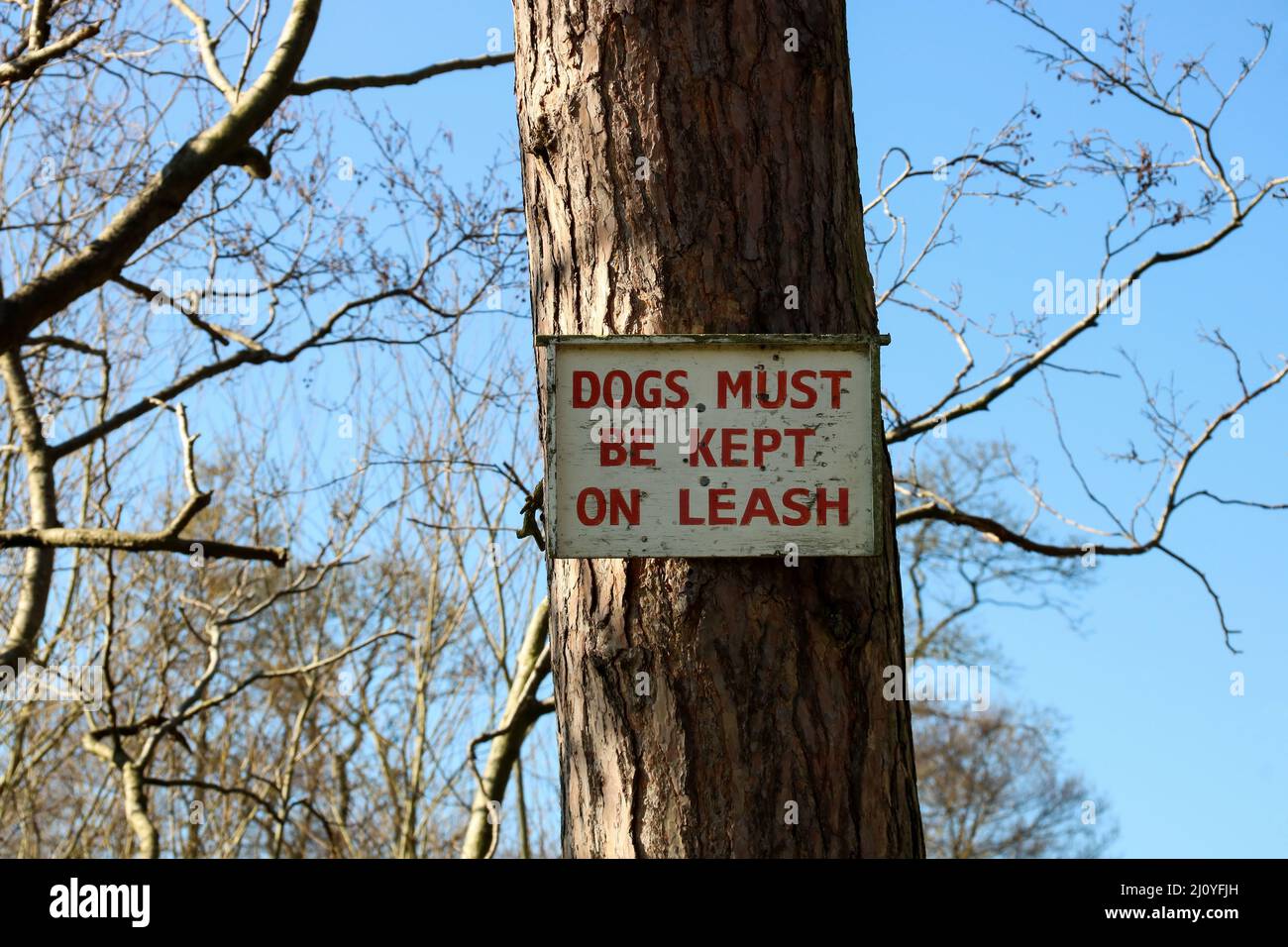 I vecchi cani devono essere tenuti su Leash sisn su un albero su un sentiero di campagna in inverno Foto Stock