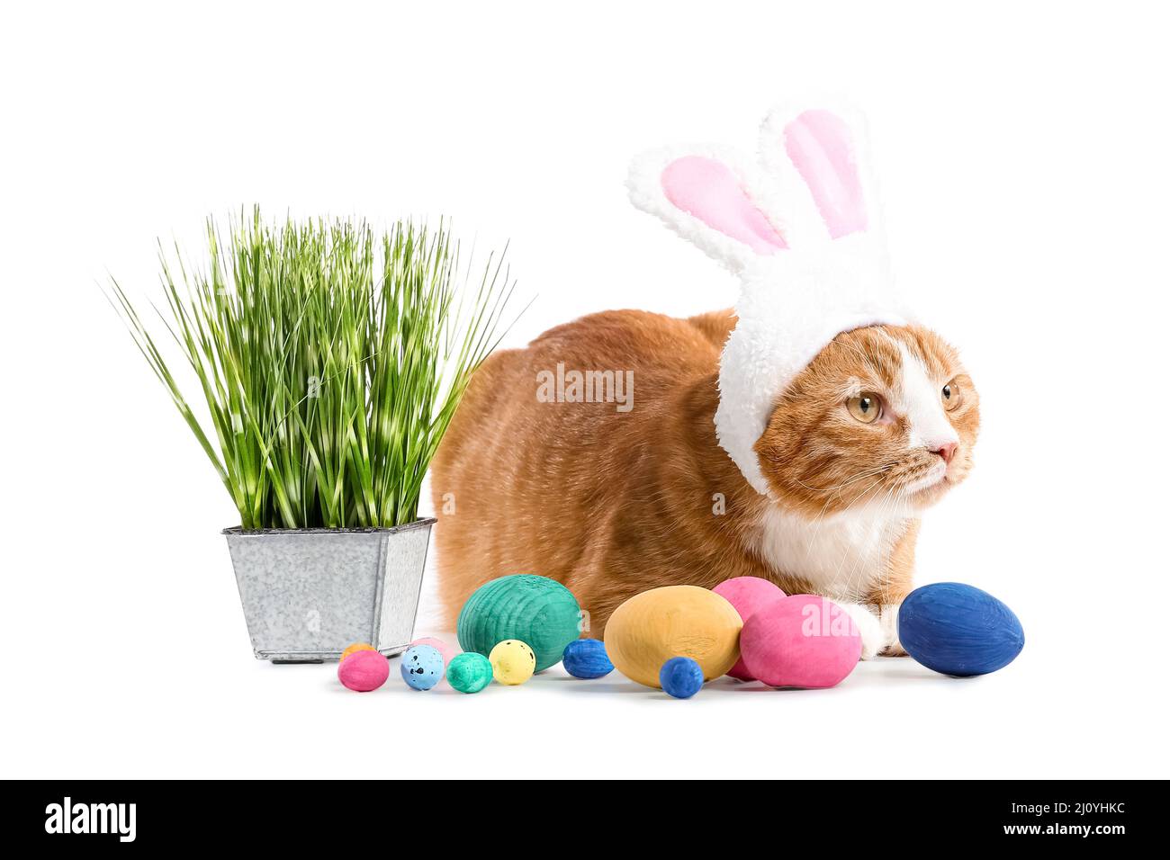 Gatto carino in orecchie conigliate, uova di Pasqua e pentola con erba su sfondo bianco Foto Stock