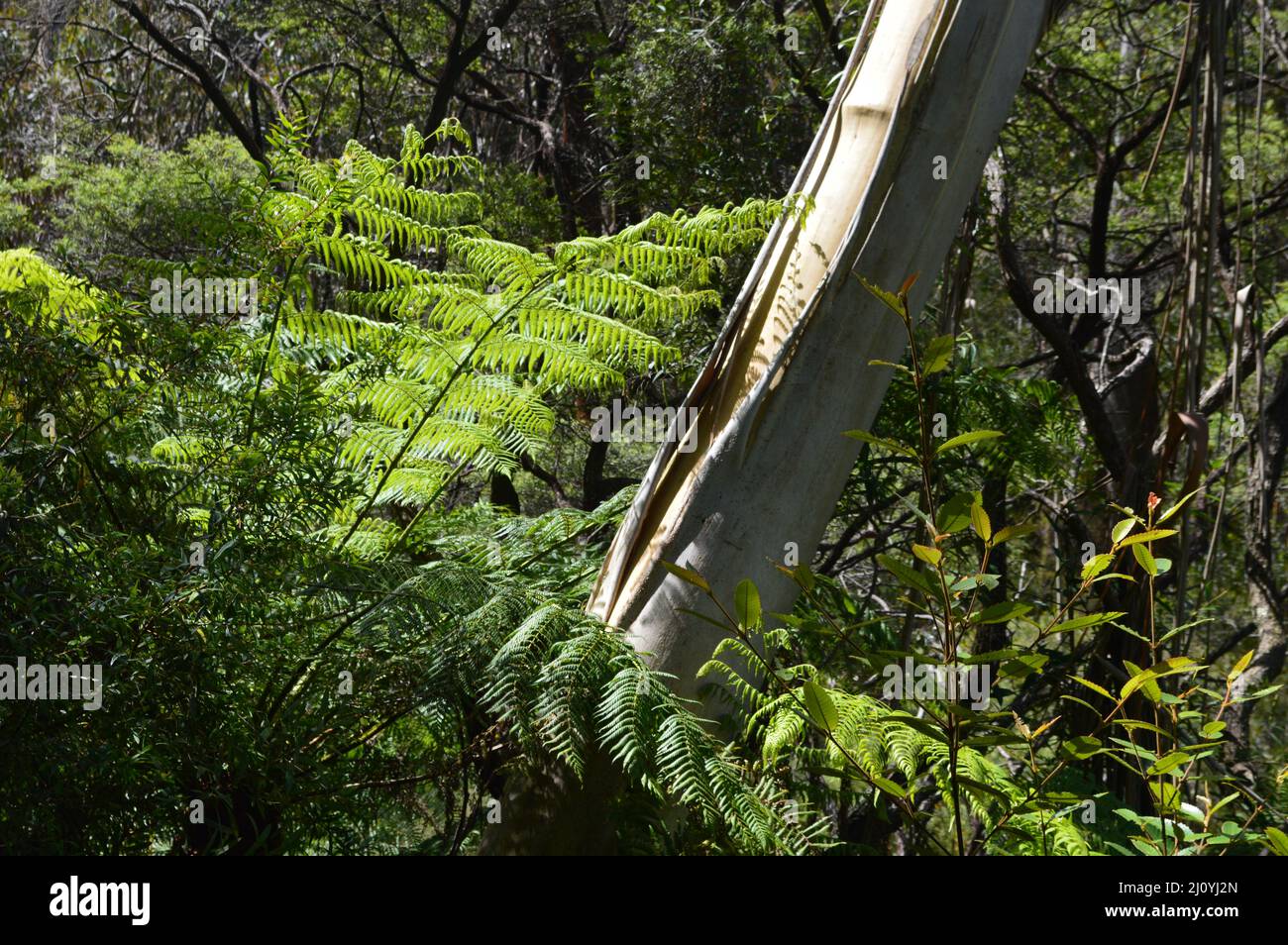 Una vista della foresta lungo il Prince Henry Cliff Walk nelle Blue Mountains dell'Australia Foto Stock