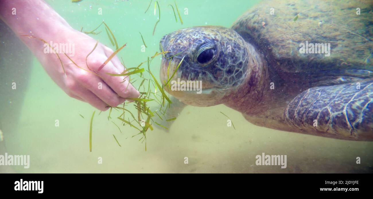 Gigantesca tartaruga marina nuota sott'acqua. Vita marina. Foto Stock