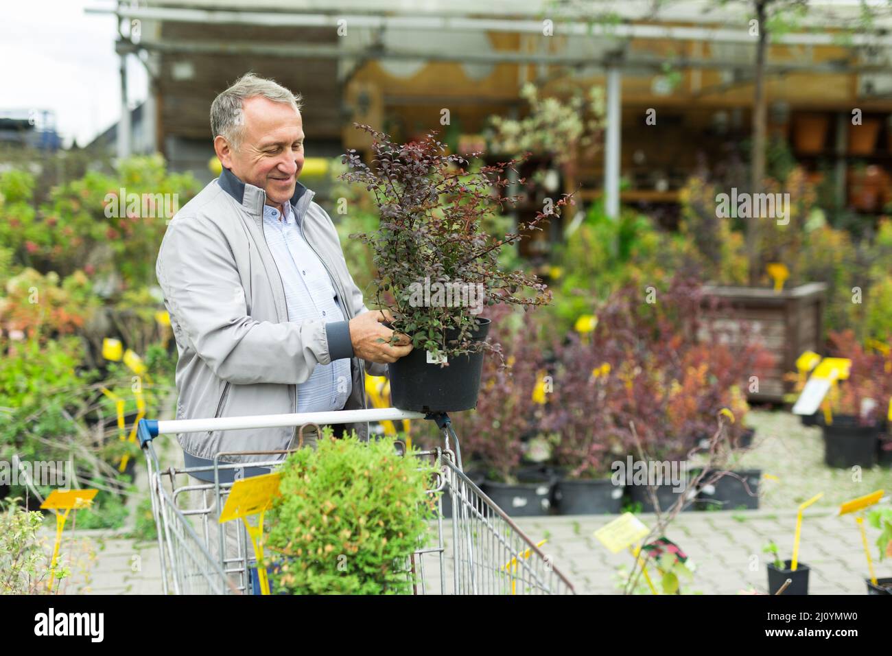 Uomo che sceglie giovani pianta nel mercato Foto Stock