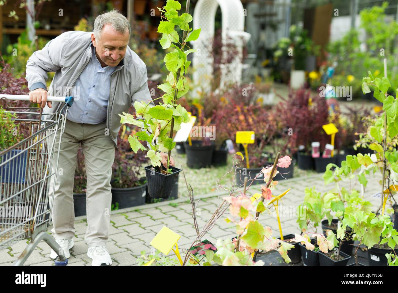 Uomo che sceglie giovani pianta nel mercato Foto Stock