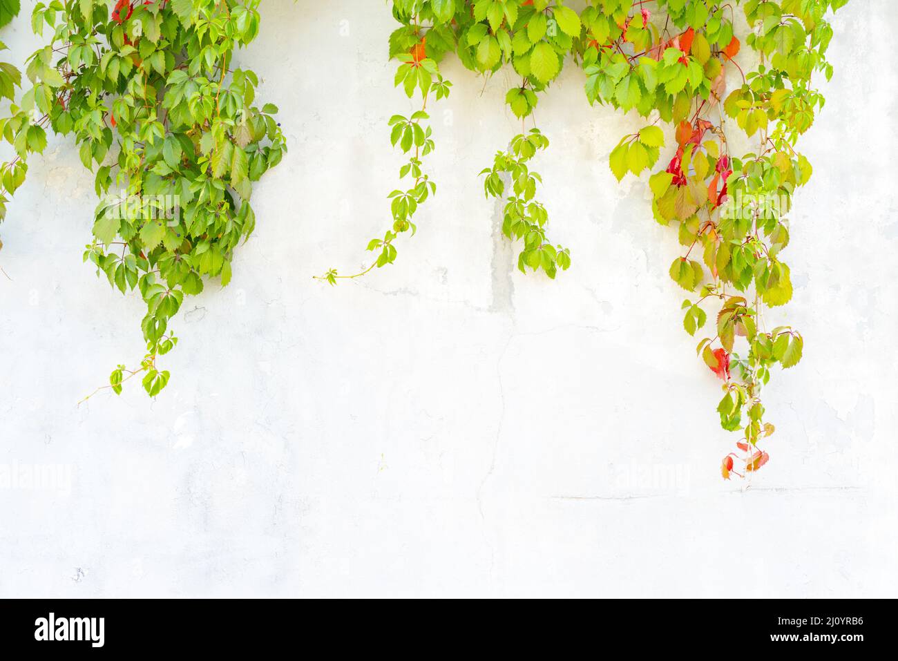 Il verde e il rosso delle foglie di uva selvatica su un intonacata parete bianca. Foto Stock