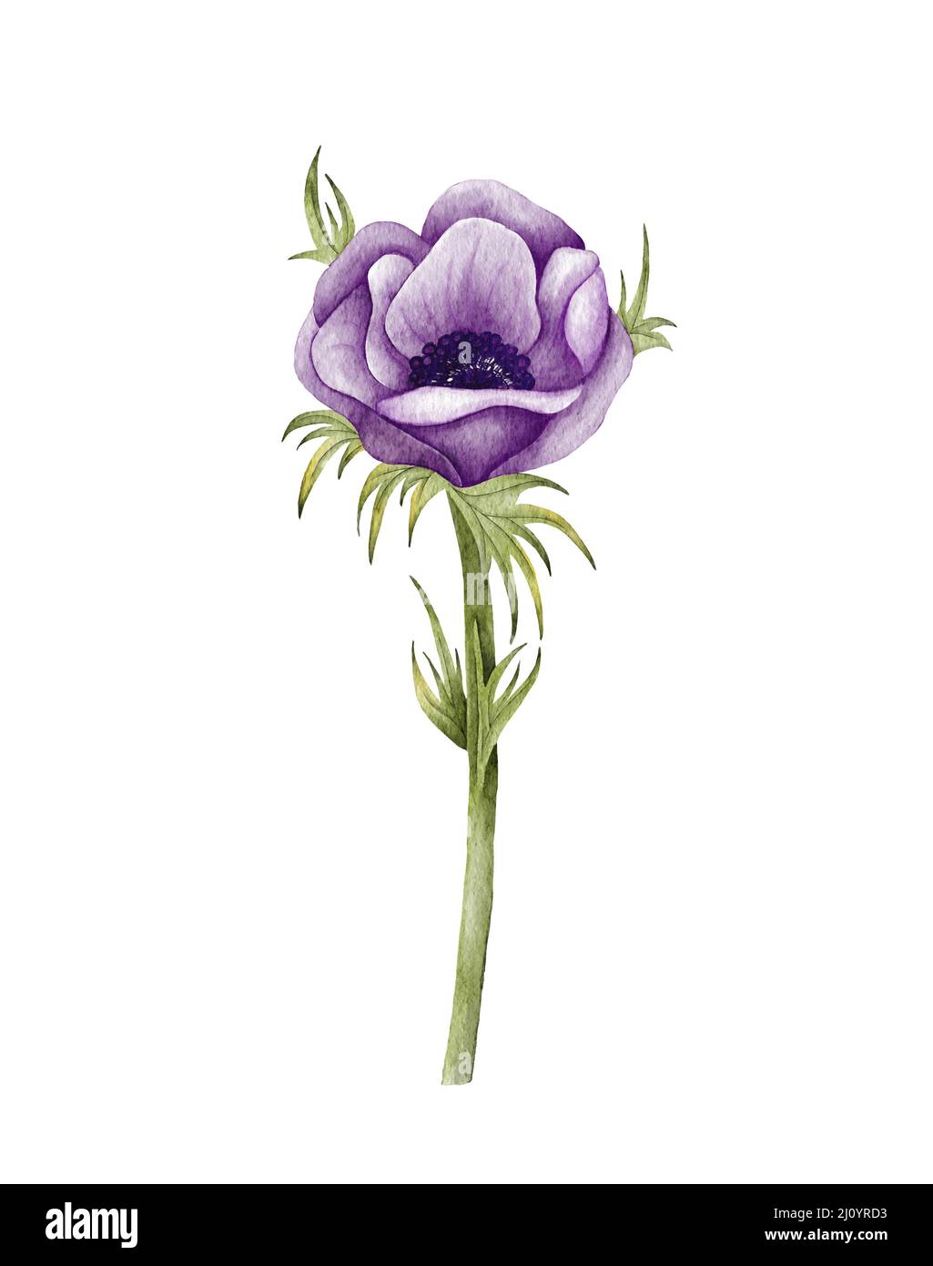 Acquerello dipinto fiore Anemone. Illustrazione dell'anemone di nozze viola. Foto Stock